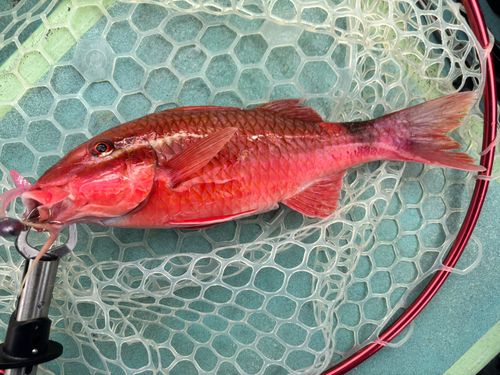 ホウライヒメジの釣果