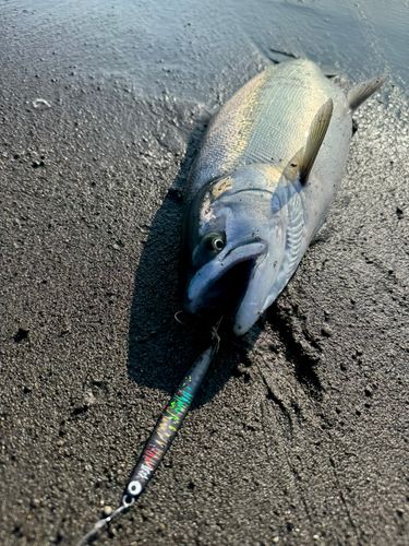 サクラマスの釣果