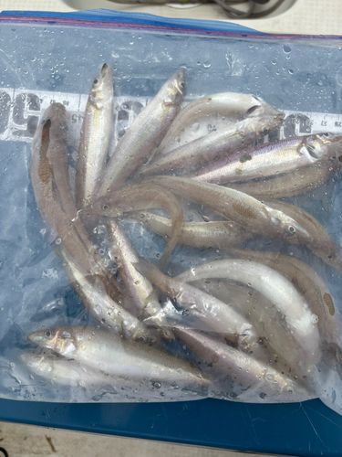 シロギスの釣果