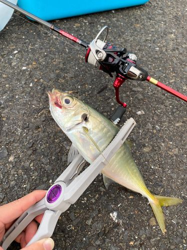 マルアジの釣果