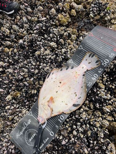 タカノハの釣果