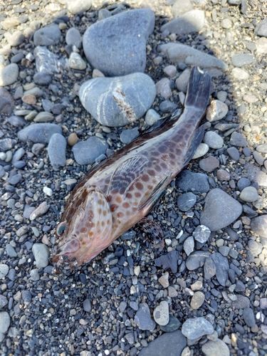 オオモンハタの釣果