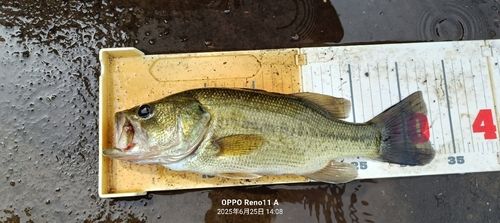 ブラックバスの釣果