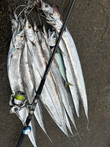 タチウオの釣果