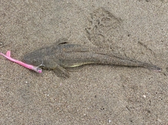 マゴチの釣果