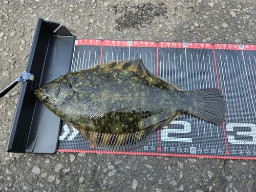クロガシラガレイの釣果