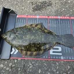 クロガシラガレイ