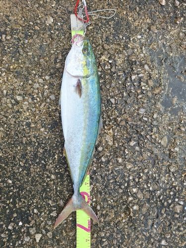 ハマチの釣果