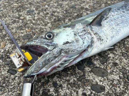 サワラの釣果