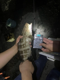 クエの釣果