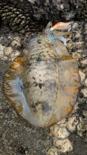 アオリイカの釣果