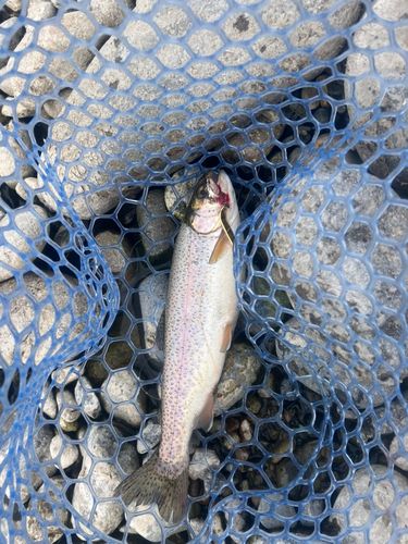 ニジマスの釣果