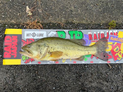 ブラックバスの釣果