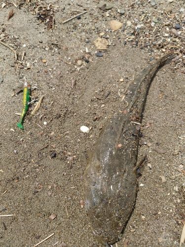 マゴチの釣果