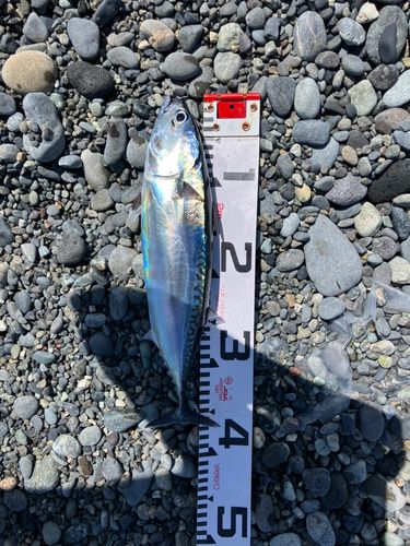 ソウダガツオの釣果