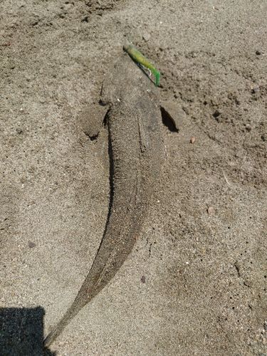 マゴチの釣果