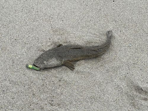 釣果