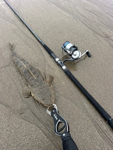 マゴチの釣果