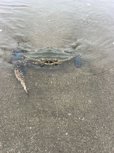 カニの釣果