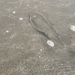 シタビラメ