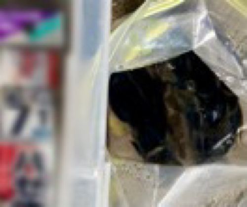 ウロハゼの釣果