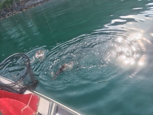 アブラコの釣果