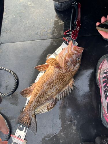 オオモンハタの釣果