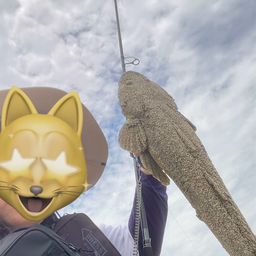 マゴチ
