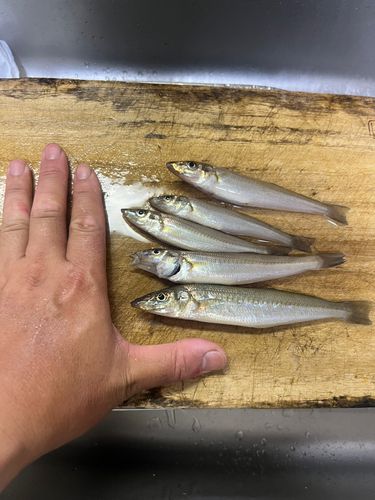 シロギスの釣果