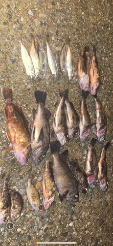 アジの釣果