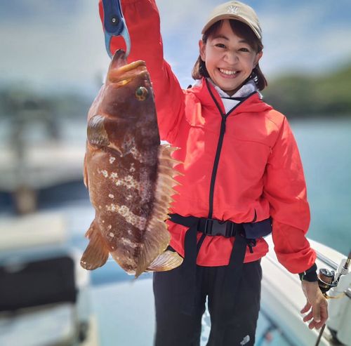 アコウの釣果
