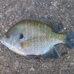 ブルーギル