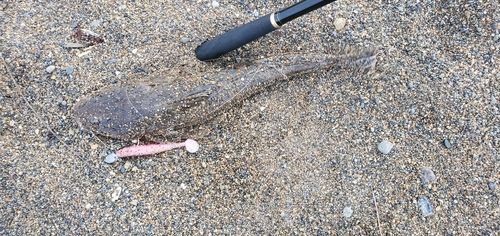 マゴチの釣果
