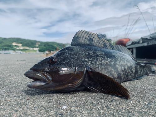 アイナメの釣果