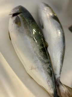 ヤズの釣果