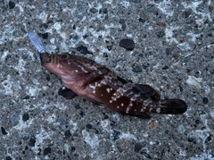 キジハタの釣果