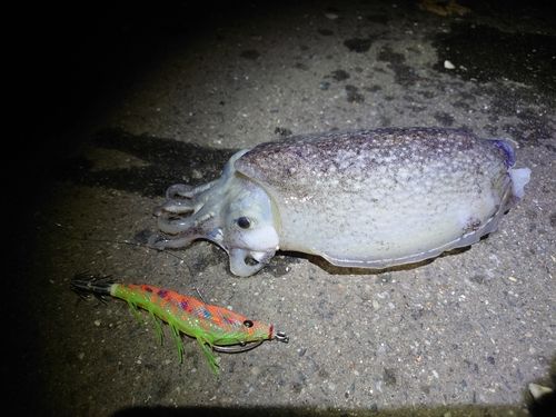 シリヤケイカの釣果