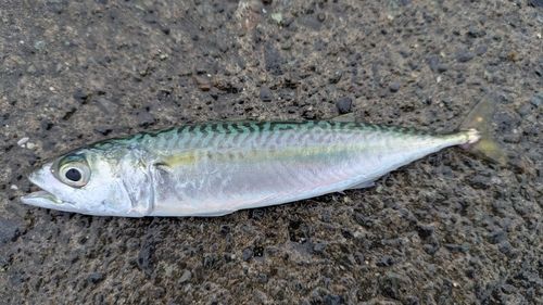 サバの釣果