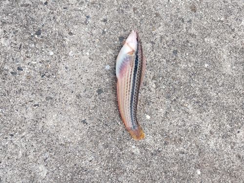 キュウセンの釣果