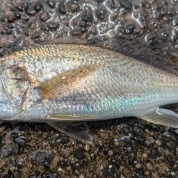 イシモチ