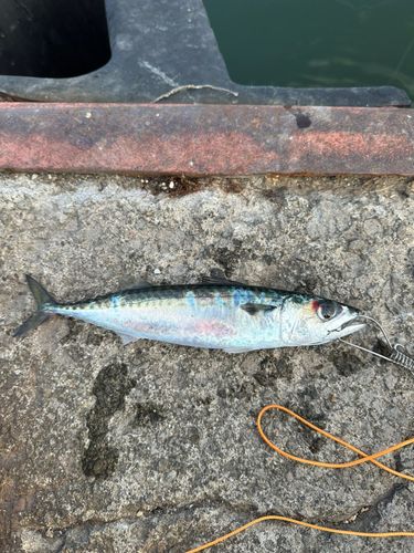 サバの釣果