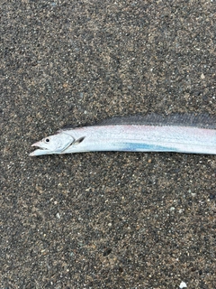 タチウオの釣果