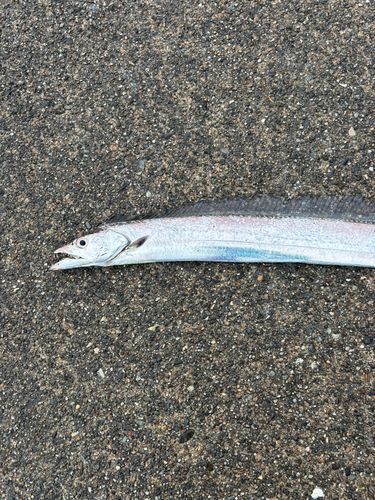 タチウオの釣果