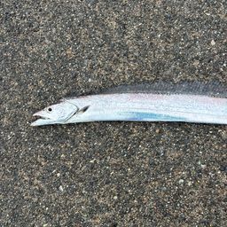 タチウオ