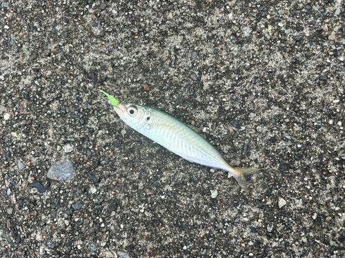 マルアジの釣果
