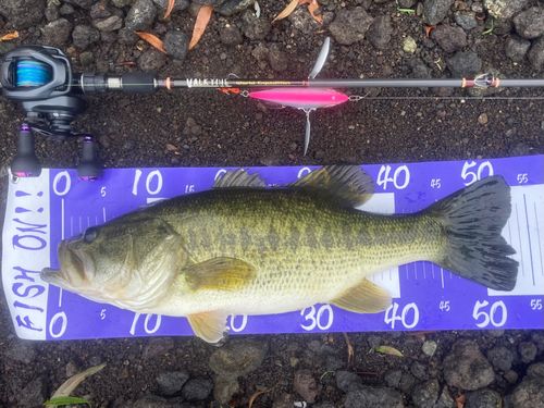 ブラックバスの釣果