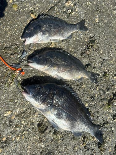 クロダイの釣果