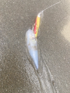 シタビラメの釣果