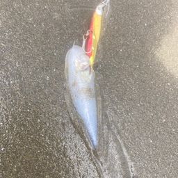 シタビラメ