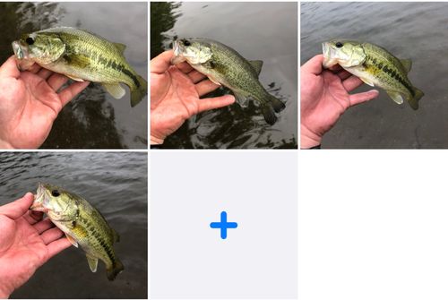 ラージマウスバスの釣果